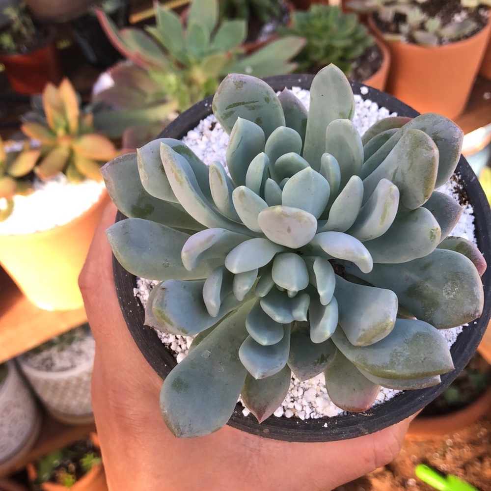 Succulent